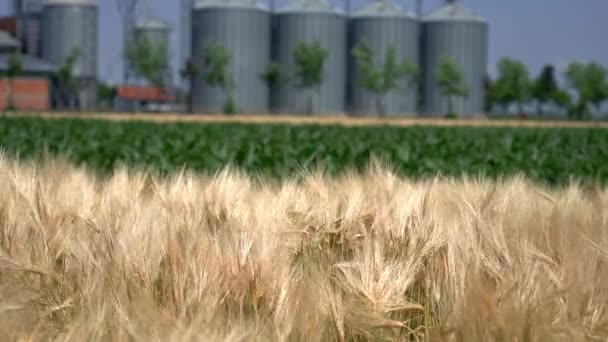 農場の穀物ビンに対して風に揺れる大麦の熟した耳 ラックフォーカス 熟した大麦と若いトウモロコシの畑に穀物貯蔵ビン — ストック動画