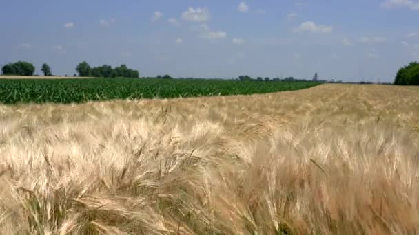 晴れた日には熟した大麦と若い緑のトウモロコシの植物と美しい農業風景 風に揺れるバリーを熟成させます 収穫前の大麦畑 — ストック動画