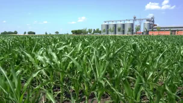 穀物貯蔵ビンに対して風に揺れる若い緑のトウモロコシ植物の栽培農業分野 穀物の貯蔵と乾燥 トウモロコシ畑のサイロ — ストック動画