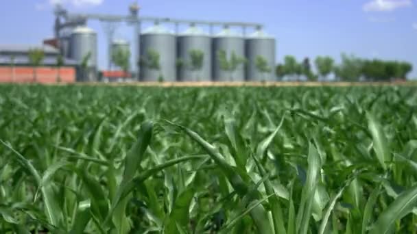 Зеленые Кукурузные Заводы Качающиеся Ветру Против Зернохранилищ Сосредоточьтесь Стойке Хранение — стоковое видео