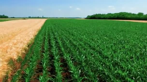 Flying Low Field Ripe Barley Green Corn Aerial View Cultivated — Stock Video