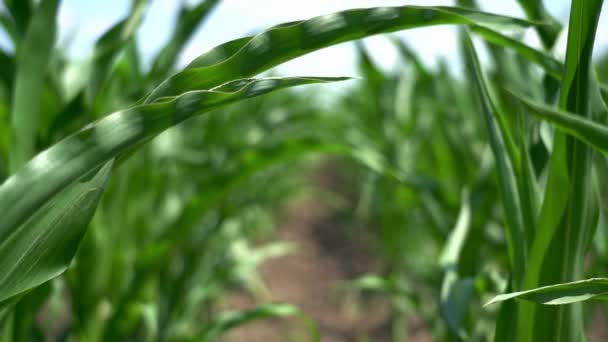 Рядки Зеленої Кукурудзи Полі Rack Focus Вирощування Кукурудзи Молоді Кукурудзяні — стокове відео