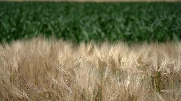 風に揺れる熟した大麦と緑のトウモロコシの植物 ラックフォーカス 収穫前の大麦の畑 熟した大麦の作物の閉鎖 自然背景 — ストック動画