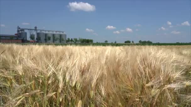 背景にある穀物ビンとスローモーションで風に揺れる大麦の熟した耳 収穫前の大麦の畑 穀物の貯蔵と乾燥 — ストック動画