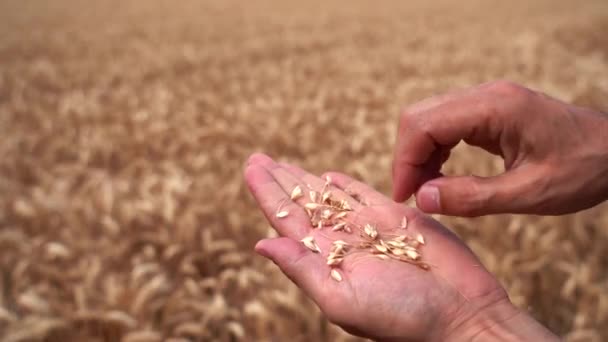 Mãos Agricultor Verificando Qualidade Grão Trigo Campo Trigo Dourado Antes — Vídeo de Stock