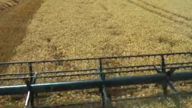 Buğday Hasadı Başlıyor - Yiyecek Kısaltma Korkusu Yükseliyor. Tarım Tarlalarındaki Buğday Ürünlerini Toplayan Devrim Ürünleri 'ni birleştirin.