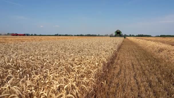 Начало Урожая Пшеницы 2022 Сельскохозяйственная Техника Действии Современный Комбайн Работающий — стоковое видео