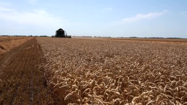 Grain Harvest Begins Rising Global Wheat Prices Modern Combine Harvester — Stock Video