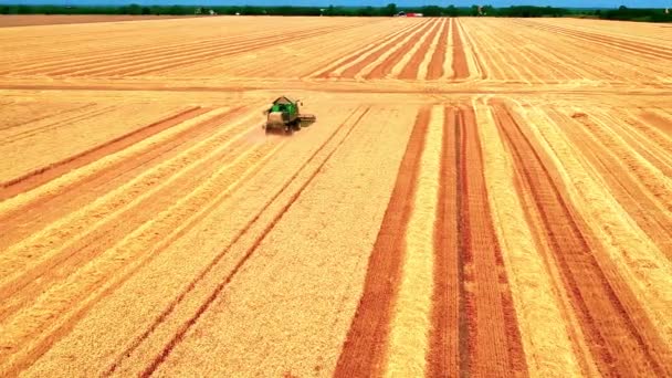 Grain Harvest 2022 Aerial Drone Point View Культурный Ландшафт Время — стоковое видео