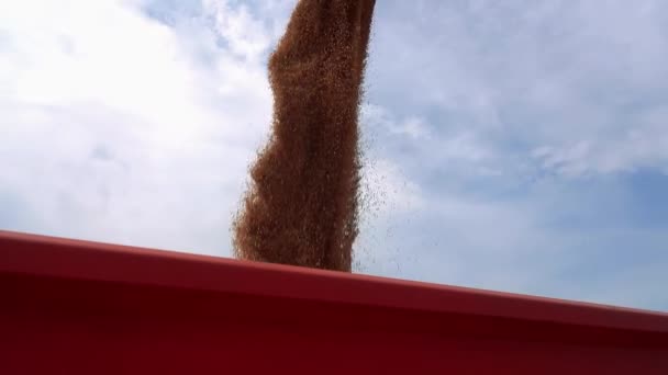 穀物カートへの移動中に小麦のアンロードを組み合わせる スローモーション 収穫機を組み合わせて小麦をアンロードします 小麦収穫2022年開始 世界のコムギ価格の上昇 — ストック動画