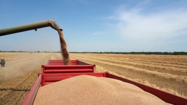 组合卸下谷物在进入谷物车 慢动作 联合收割机卸下小麦 2022年小麦收获开始 全球小麦价格上涨 — 图库视频影像