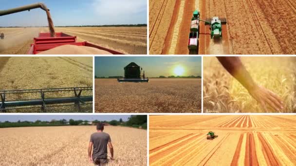 Campaña Cosecha Trigo Maquinaria Agrícola Acción Cosechadora Moderna Que Trabaja — Vídeos de Stock