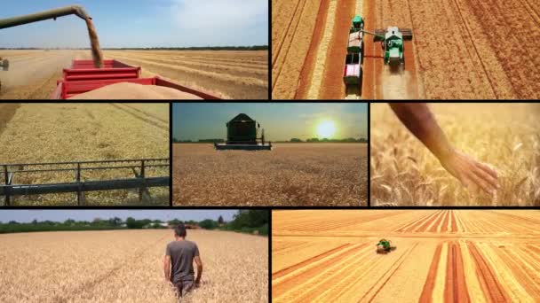 Campaña Cosecha Trigo Maquinaria Agrícola Acción Cosechadora Moderna Que Trabaja — Vídeos de Stock