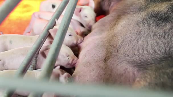 Hungry Piglets Suckling Mother Tit Pig Farm Lactation Piglets Pig — Stock videók