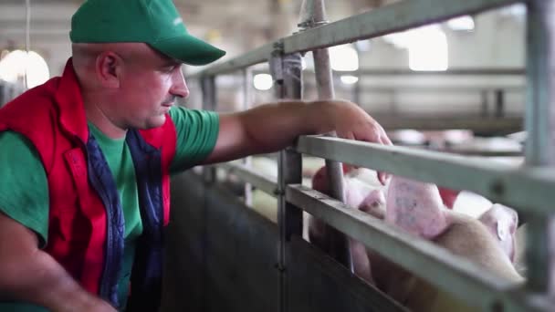 養豚場で動物の世話をする農家 動物の健康と福祉 人間と動物の相互作用の質は 農業動物の生産性と福祉に大きな影響を与える可能性があります — ストック動画