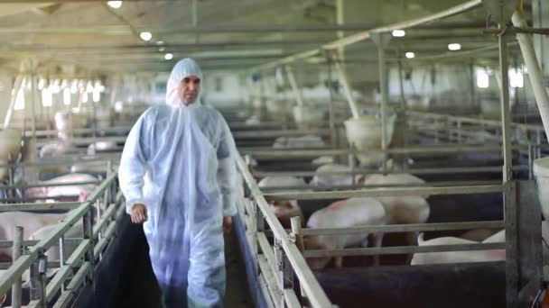猪场兽医在防护服中的形象 防止污染 兽医医生身穿白色防护服 在猪场检验猪只 — 图库视频影像