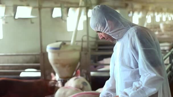 Lekarz Weterynarii Noszący Biały Kombinezon Ochronny Badający Świnie Farmie Świń — Wideo stockowe