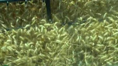 Tarımsal tarımsal tarlada hasat mahsulleri hasat eden birleşik hasatçının yavaş hareketi. Reel of Combine Harvester Buğday Kulaklarını Kesiyor.