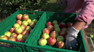 Meyve toplayıcıları tarım kasalarına elma koyuyor. Elma Hasadı ve Elma Sıralaması. Plastik meyve saklama kasalarında olgunlaşmış elmalar var. Meyve Bahçesinden Elma Toplama.