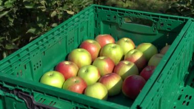 Elma Hasadı ve Elma Sıralaması. Tarımsal Sandık 'a elma koyan bir tarım işçisi. Plastik Meyve Depolama Sandığında bir yığın kırmızı elma. Meyve Bahçesinde Elma Toplama.