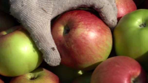 Aptitretare Färskplockade Äpplen Plastic Fruit Storage Crate Hand Frukt Plockare — Stockvideo