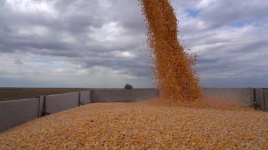 Corn Grain Yield. Grain Auger Of Combine Harvester Pouring Corn Crop in Slow Motion. Agricultural Production Threatened By Drought And High Input Prices.