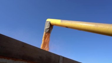 USA and EU Corn Output Forecast Reduced Further for 2022-23 Crop. Grain Auger Of Combine Harvester Pouring Corn Crop in Slow Motion. Agricultural Production Threatened By Drought And High Input Prices