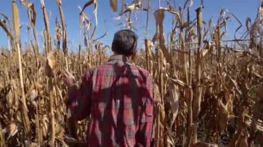 Farmer Walking Between Drought-Damaged Corn Stalks - Slow Motion. USA and EU Corn Output Forecast Reduced Further for 2022-23 Crop. Drought Effects on Corn Yield.
