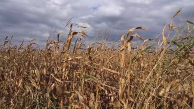 Corn Crop Damaged By Drought. Agricultural Production Threatened By Drought And High Input Prices. USA and EU Corn Output Forecast Reduced Further for 2022-23 Crop. Drought Effects On Corn Yield.