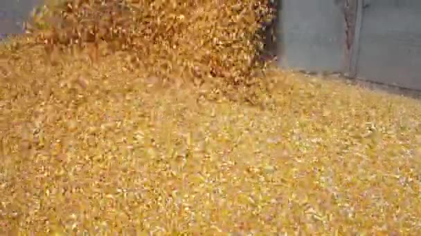 Efectos Sequía Rendimiento Del Maíz Barrena Grano Cosechadora Que Vierte — Vídeo de stock