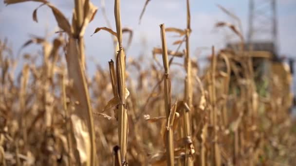 Harvesting Drought Damaged Corn Silage Drought Effects Corn Yield Corn — Vídeo de Stock