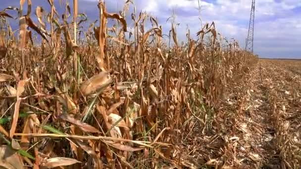 Corn Crop Plummet Almost Fifth Drought Bites Walking Corn Field — Stockvideo