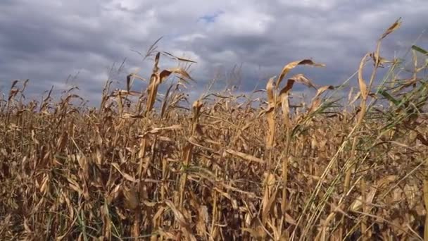 Corn Crop Damaged Drought Agricultural Production Threatened Drought High Input — Stok video
