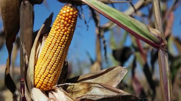 Ripe Corn Cob Stalk Készen Áll Betakarításra Kukoricamező Szárított Kukoricaszirmok — Stock videók