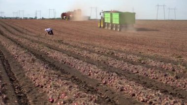 Soğan Hasadı Kampanyası 2022. Soğan ampullerinin hasat ve nakliyesi. Tarlada toplanmış soğan. Soğan Tarım Teknolojisi. Tarlada Mevsimlik Çiftlik İşçisi.