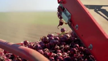 Taze hasat edilmiş kırmızı soğanlar bir taşıma bandının üzerine düşüyor. Soğan Makinesi Hasat İşlemi. Ticari Soğan Hasadı. Soğan Tarım Teknolojisi. 
