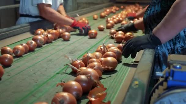 Menschen Die Der Zwiebelverarbeitungslinie Arbeiten Frisch Geerntete Zwiebelzwiebeln Bewegen Sich — Stockvideo