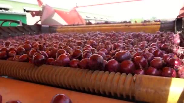 Freshly Harvested Onion Bulbs Moving Conveyor Belt Onion Sorting Machine — Stock Video