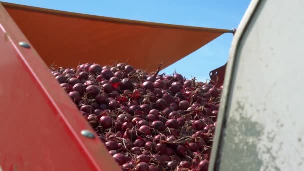 トラック玉ねぎの選別機に収穫した赤玉ねぎをアンロードします 活動中のタマネギの選別とグレーディング機械 野菜や根菜類の収穫後処理 — ストック動画