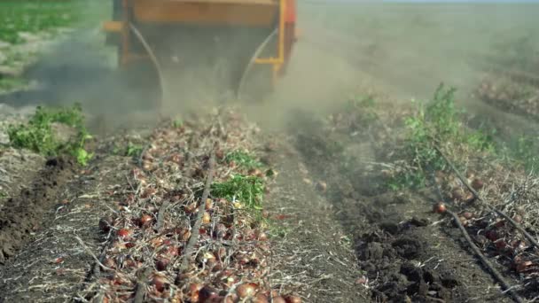 同一关口的洋葱挖掘机从地上取出灌溉滴灌带 挖出洋葱球茎 在田里工作的洋葱收获机 洋葱种植技术 — 图库视频影像