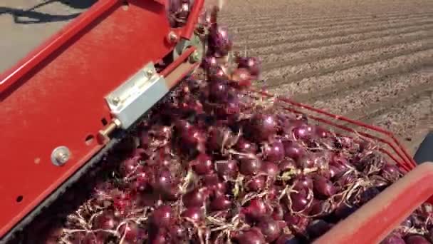 Red Onion Conveyor Belt Onion Harvester Lökskörd 2022 Börjar Kommersiell — Stockvideo