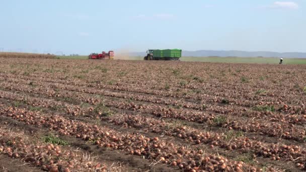 洋葱收获2022年开始 洋葱球茎的收获和运输 田里的一排排收获的洋葱 洋葱种植技术 — 图库视频影像