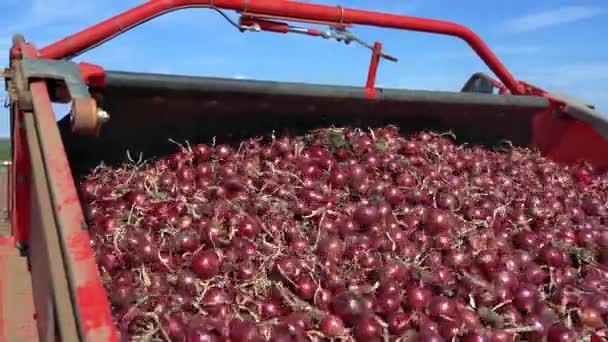 红洋葱收获 2022年洋葱收获运动 洋葱球茎的收获和运输 收割机将收获的红洋葱装入卡车 — 图库视频影像