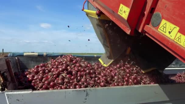 Colheitadeira Cebola Carregando Cebola Vermelha Colhida Caminhão Fazenda Colheita Cebola — Vídeo de Stock