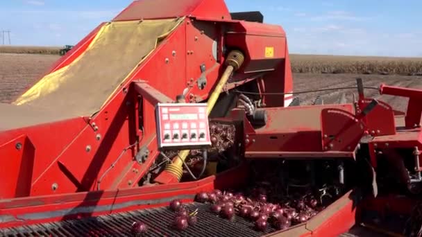 Technologia Uprawy Cebuli Świeżo Zebrane Czerwone Cebule Poruszające Się Wzdłuż — Wideo stockowe