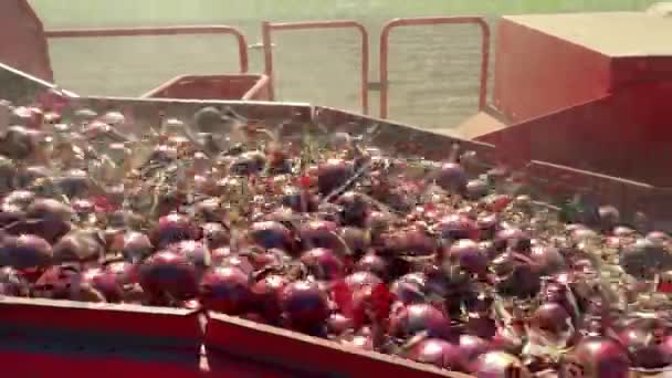 Onion Loader Harvester Actie Oogsten Met Een Uienoogster Vers Geoogste — Stockvideo