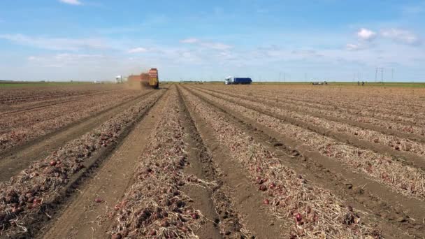 Colheita Transporte Bolbos Cebola Grupo Agricultores Sazonais Que Trabalham Campo — Vídeo de Stock