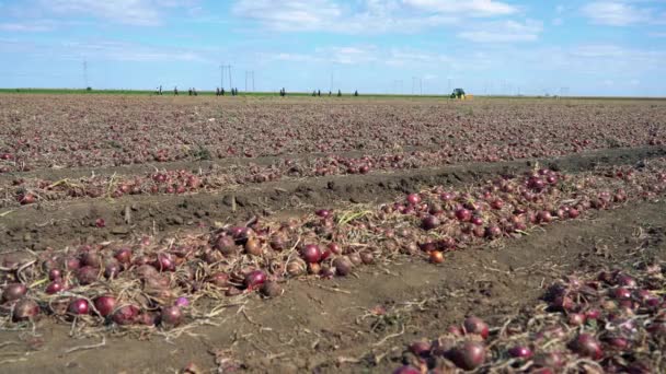 Commercial Onion Harvesting Large Group Migrant Seasonal Farmworkers Working Onion — Stock Video