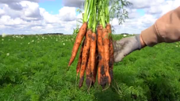 Фермерська Рука Тримає Групу Свіжозбираних Морквин Морквяному Полі Урожай Моркви — стокове відео