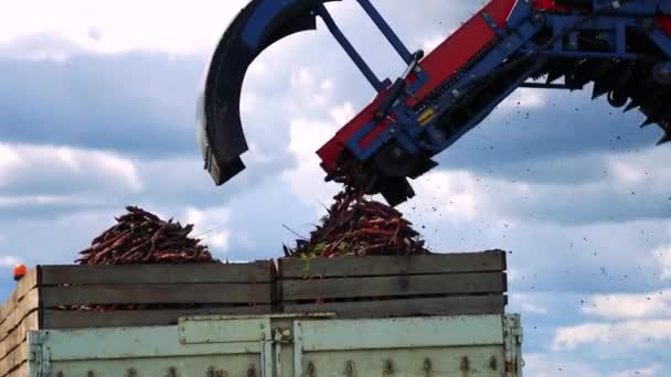 ニンジンの収穫 キャロット ハーベスター外出先でアンロード ニンジン収穫機のコンベアベルトにニンジンを収穫しました 現代農業技術 農業における技術と生産性の成長 — ストック動画